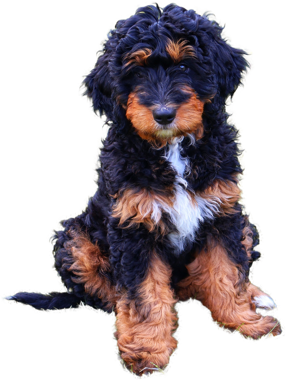 a close up of a dog