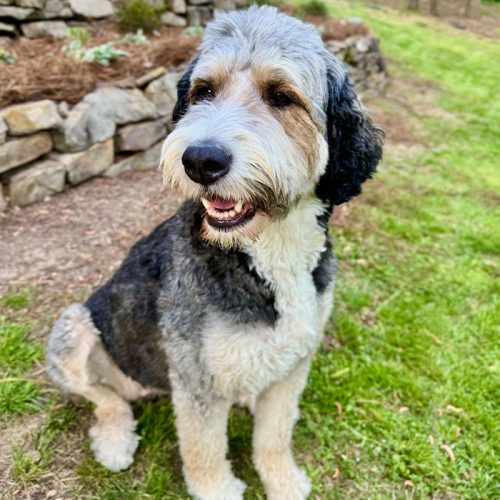 A Dog Sitting In The Grass