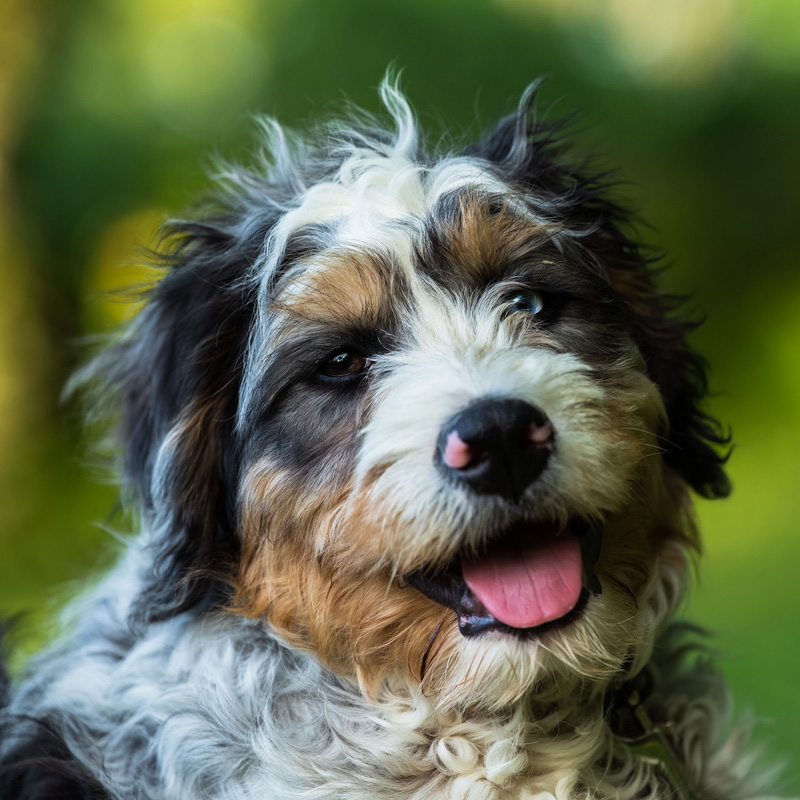 a close up of a dog