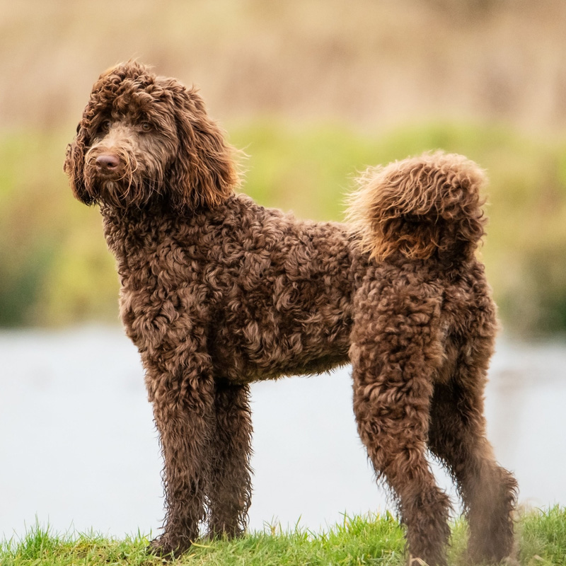 a close up of a dog