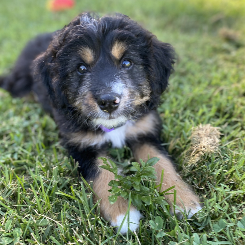 a dog sitting on top of a grass covered field