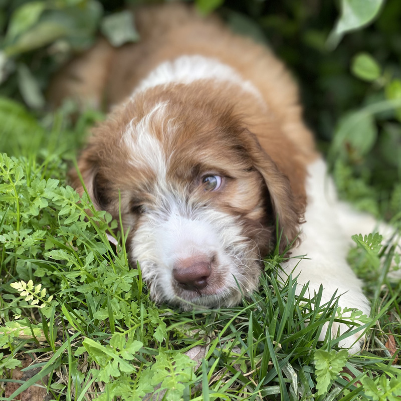 a dog lying on green grass