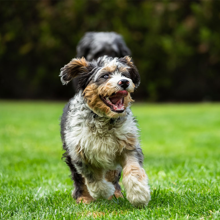 a dog running with a frisbee in its mouth